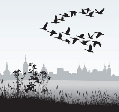 geese-city(400x376)