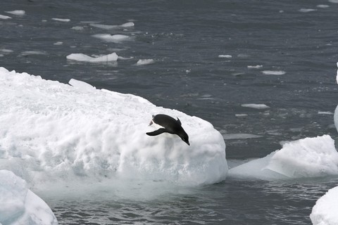 penguin-iceberg(400x320)